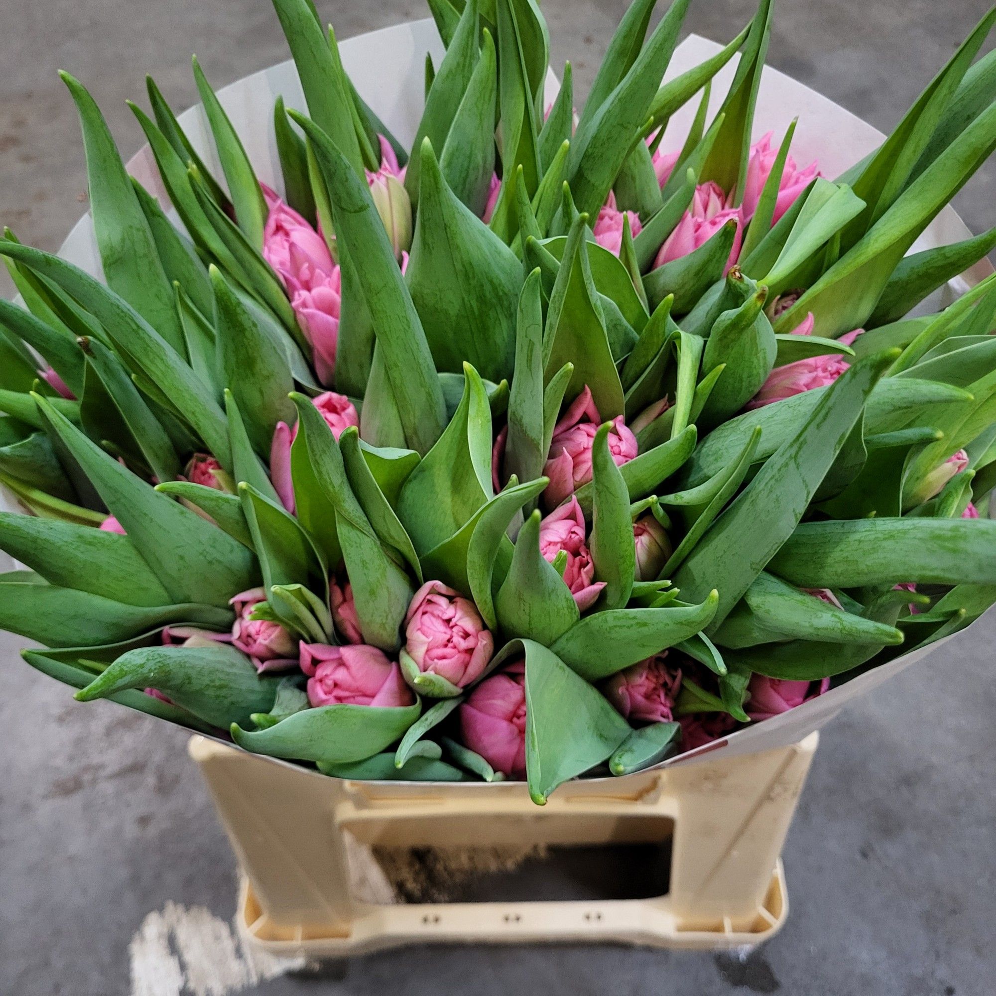 Тюльпан дв. Мама Миа, шт.