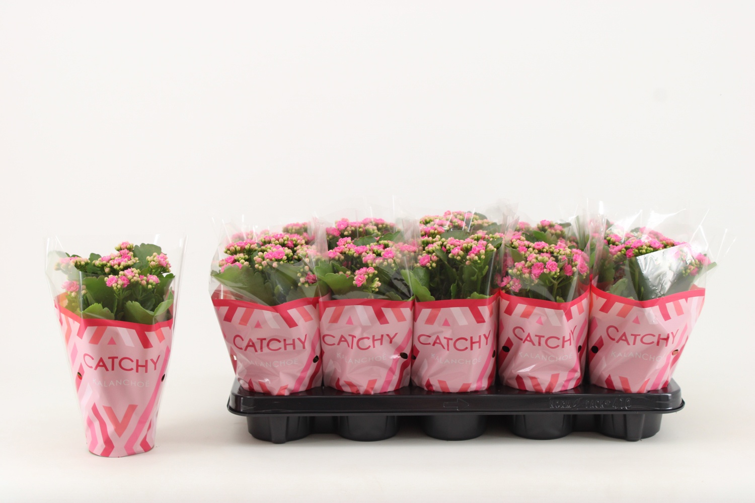 Kalanchoe Double, Catchy Season Pink, D 10,5