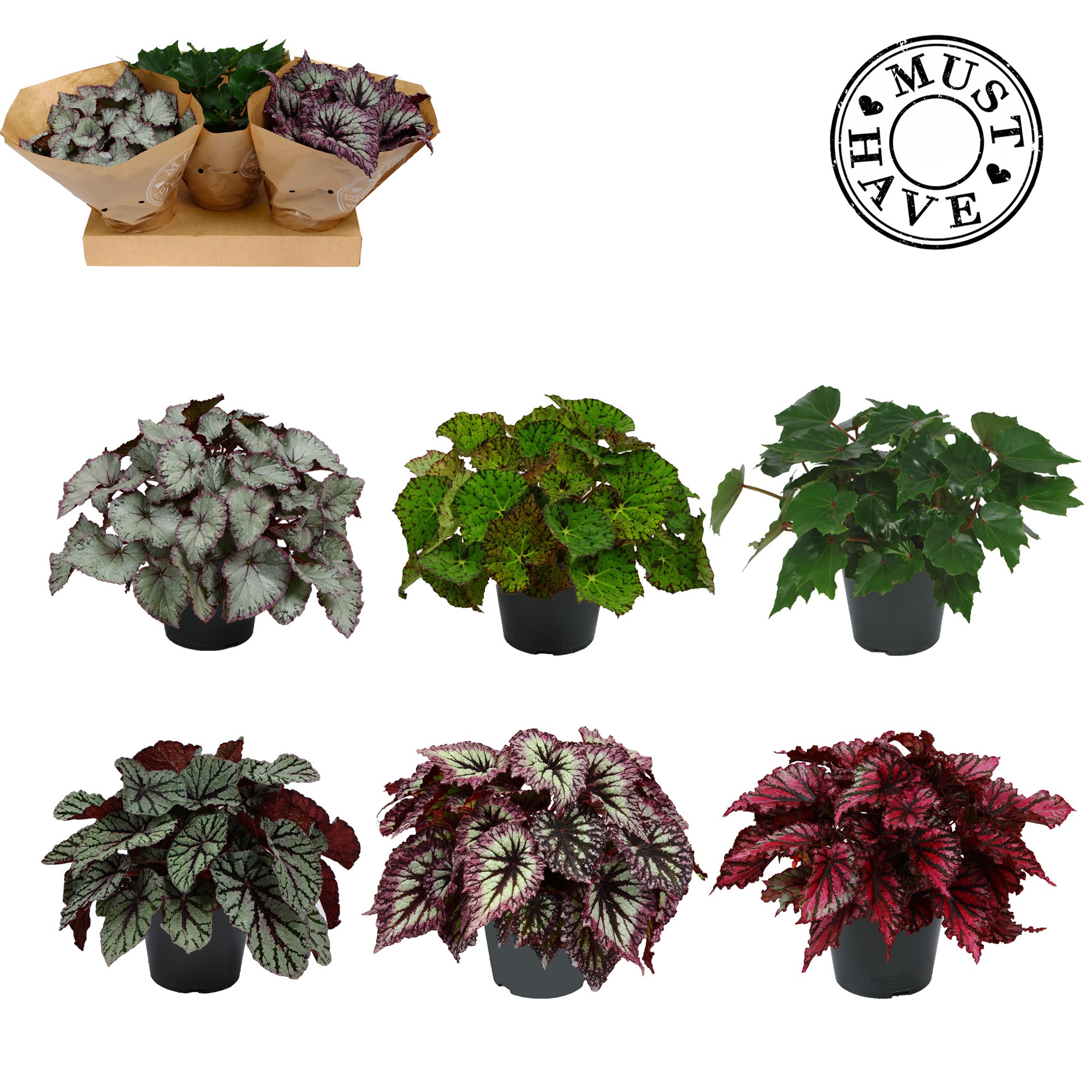 Bladbegonia Rex Mix MUST HAVE, D 17