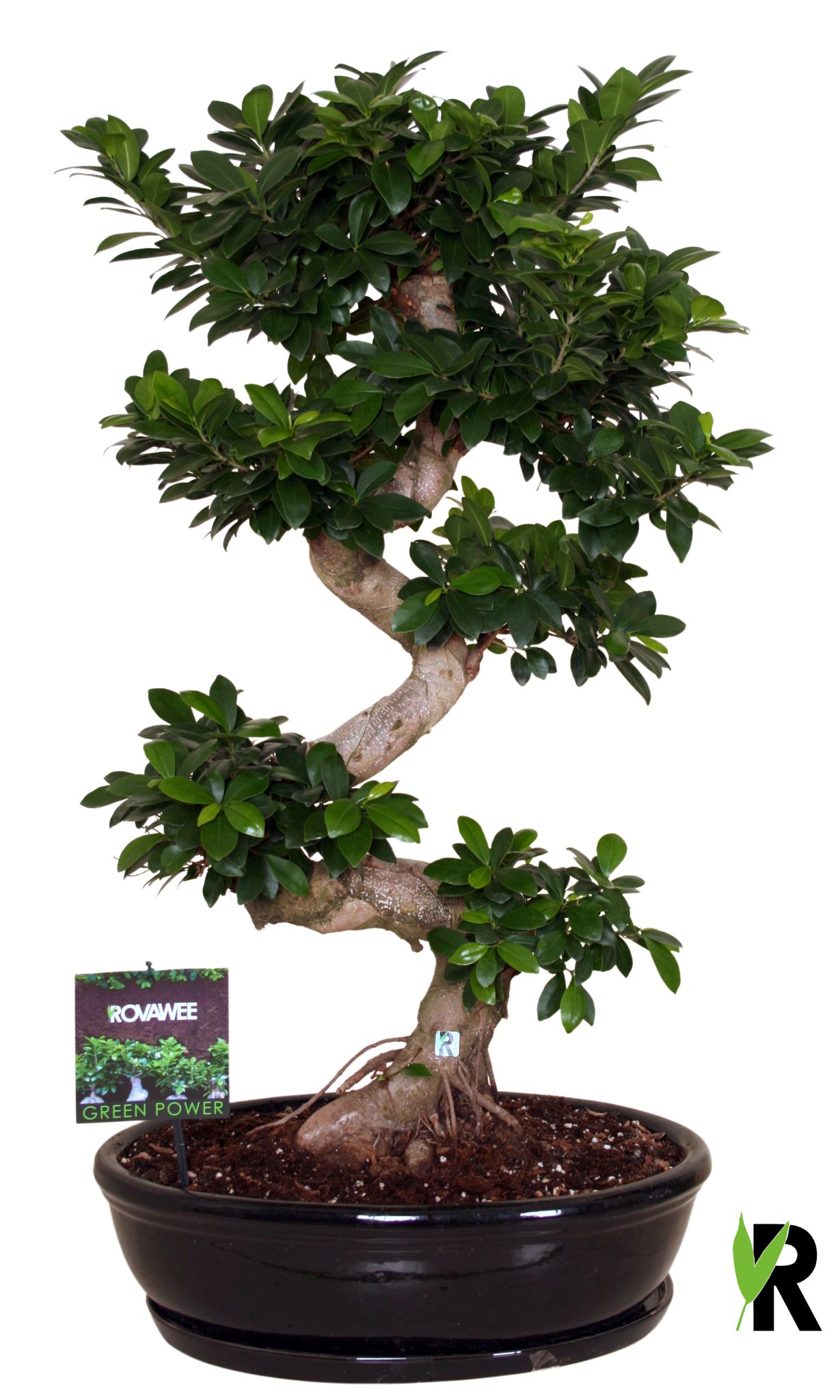 Ficus micr. S-type in keram. ovale schaal met schotel zwart, D 50