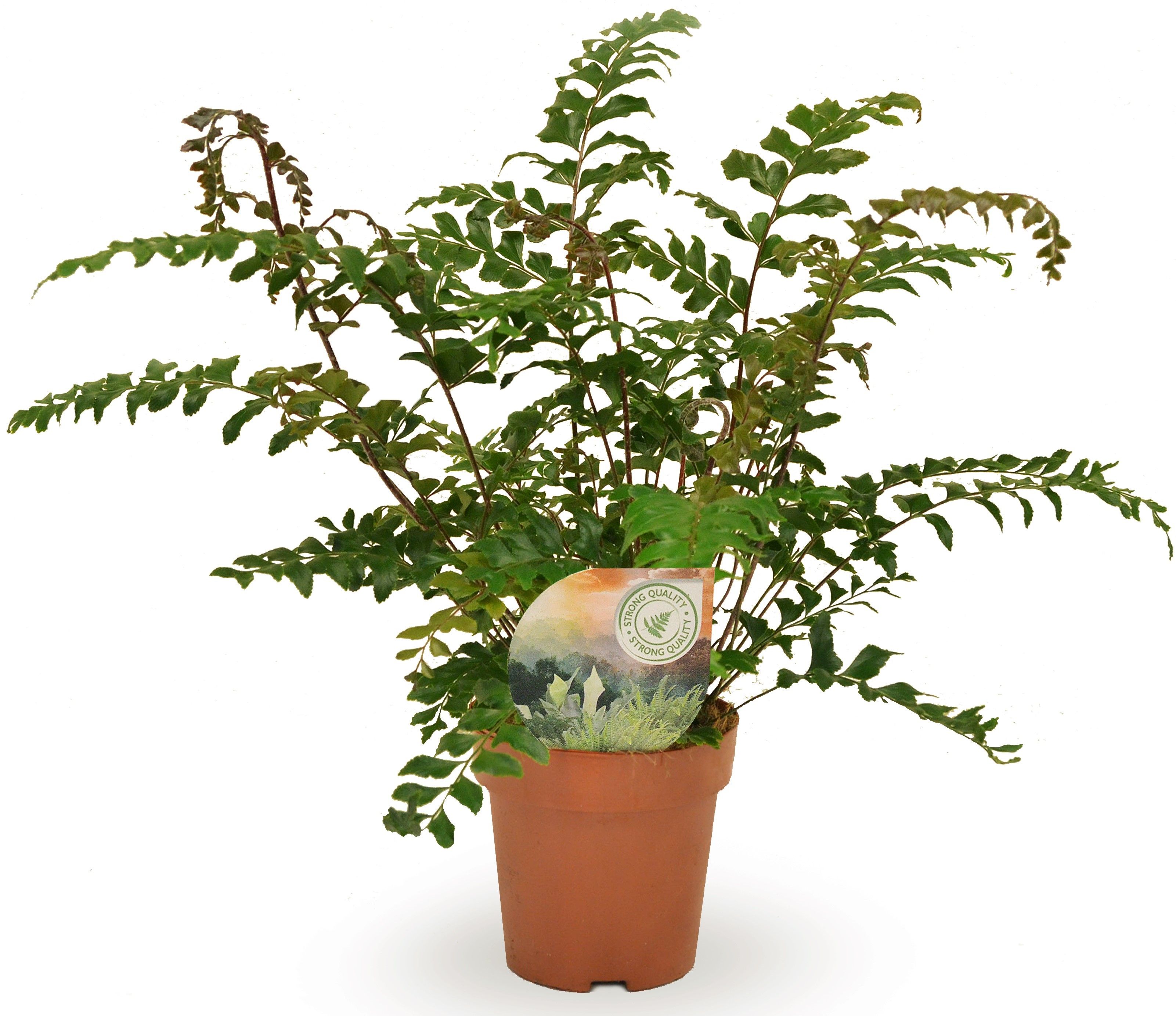 Didymochlaena truncatula, D 12