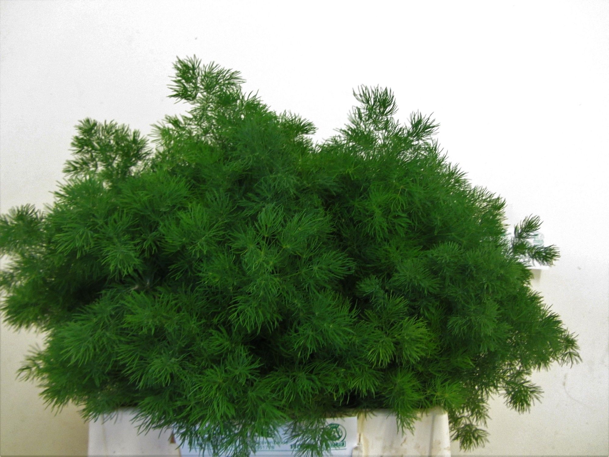 Аспарагус Умбелатус 40, шт.