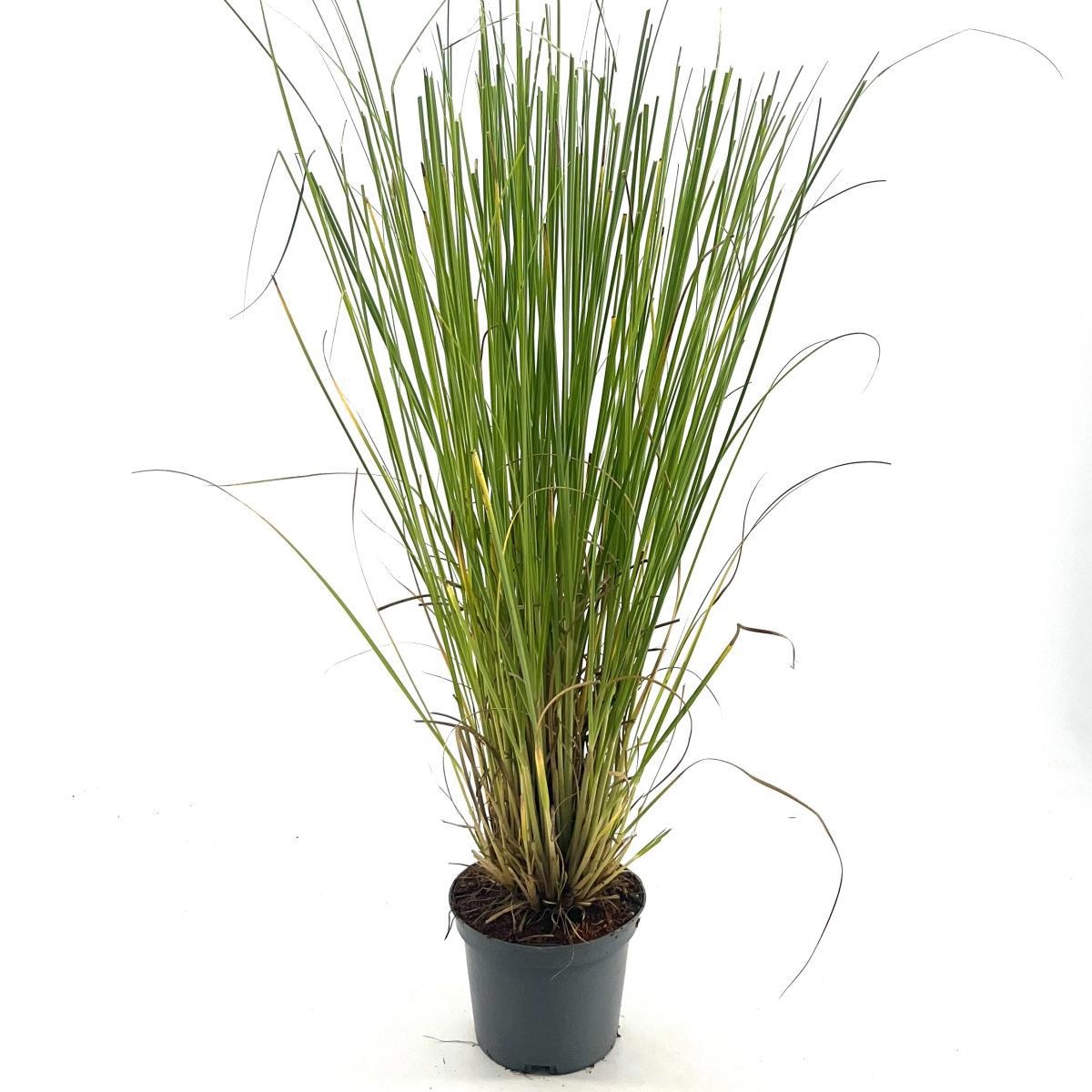 Cortaderia selloana, D 19