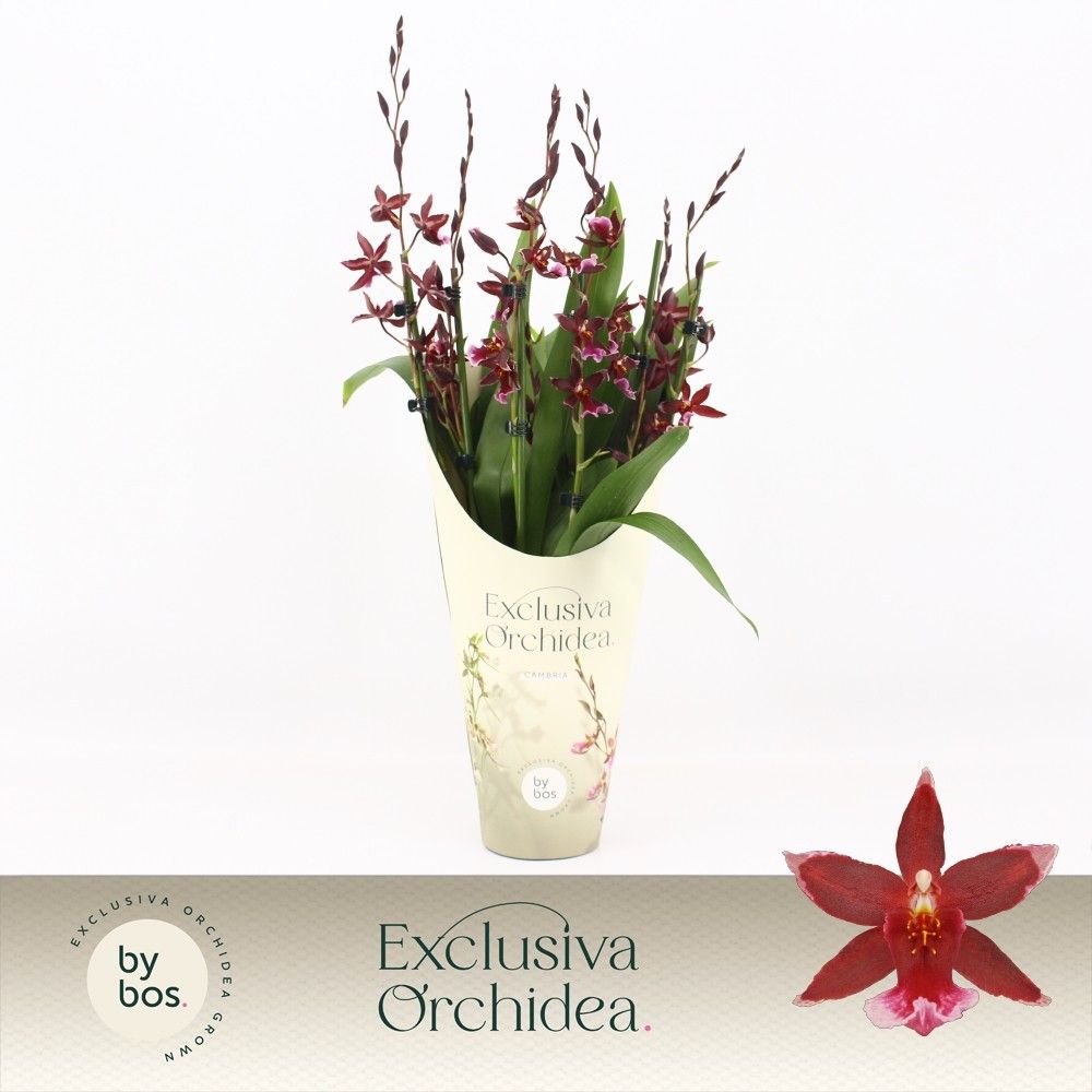 Barrocco Red, 7+ spike 65+ cm 'Exclusiva Orchidea' Potcover, D 12