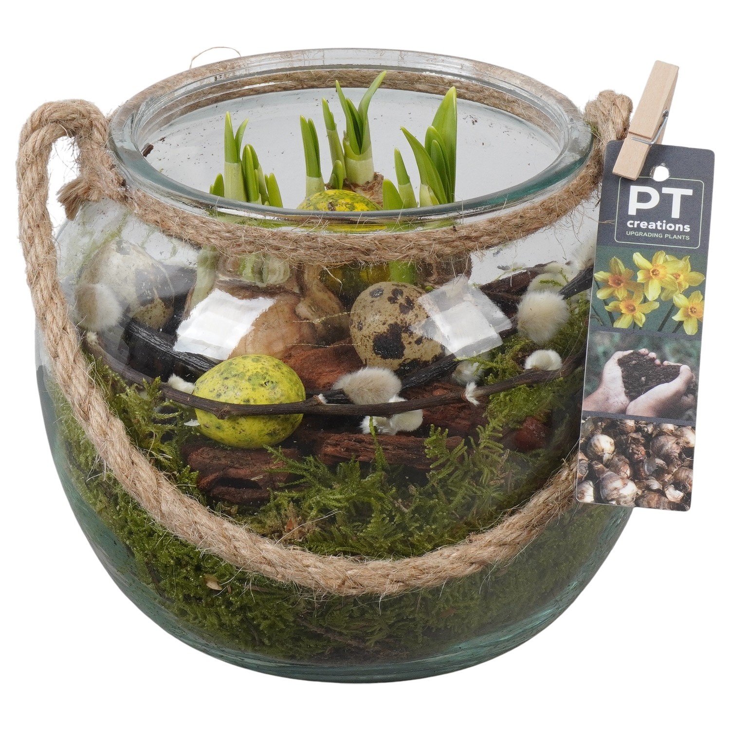 PTNP4521 Arrangement Narcissus Easter in glazen vaas in bolvorm, D 19