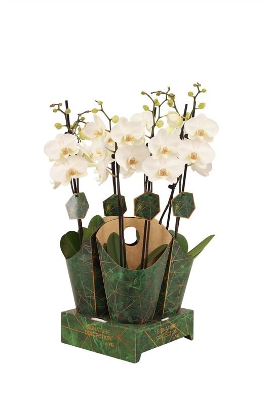 Potcover p12 golden nature Phal signature Lumion 2T16+, D 12