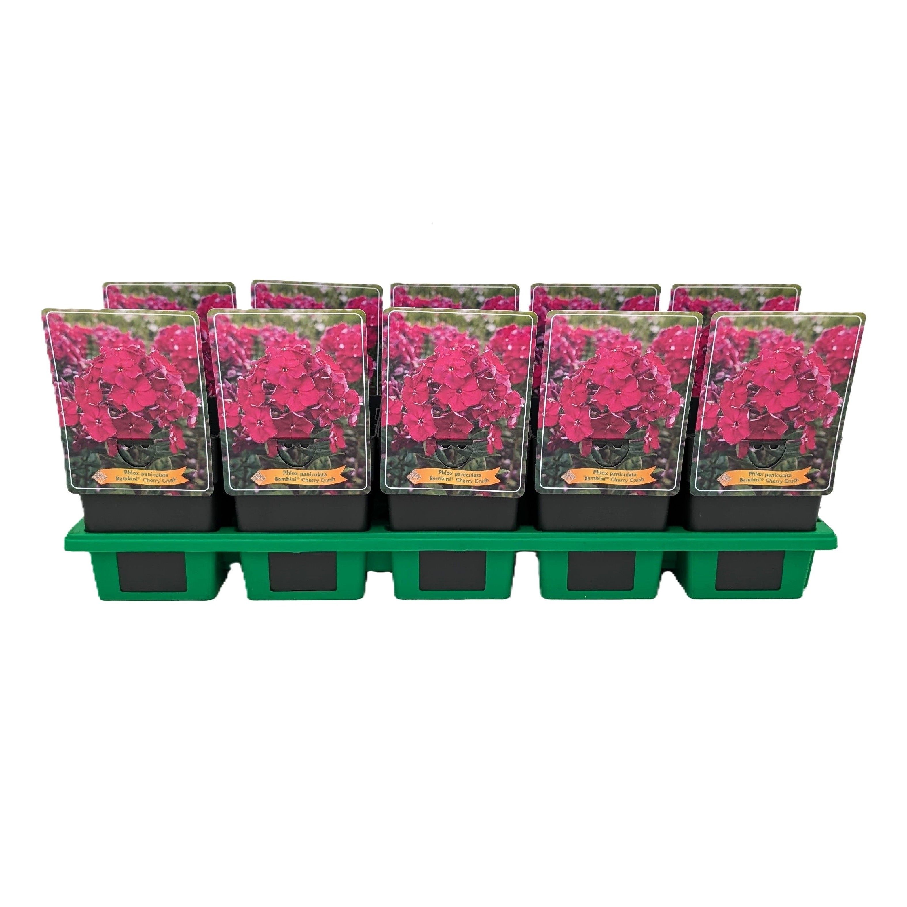 Phlox paniculata Bambini® 'Cherry Crush' P11, D 11