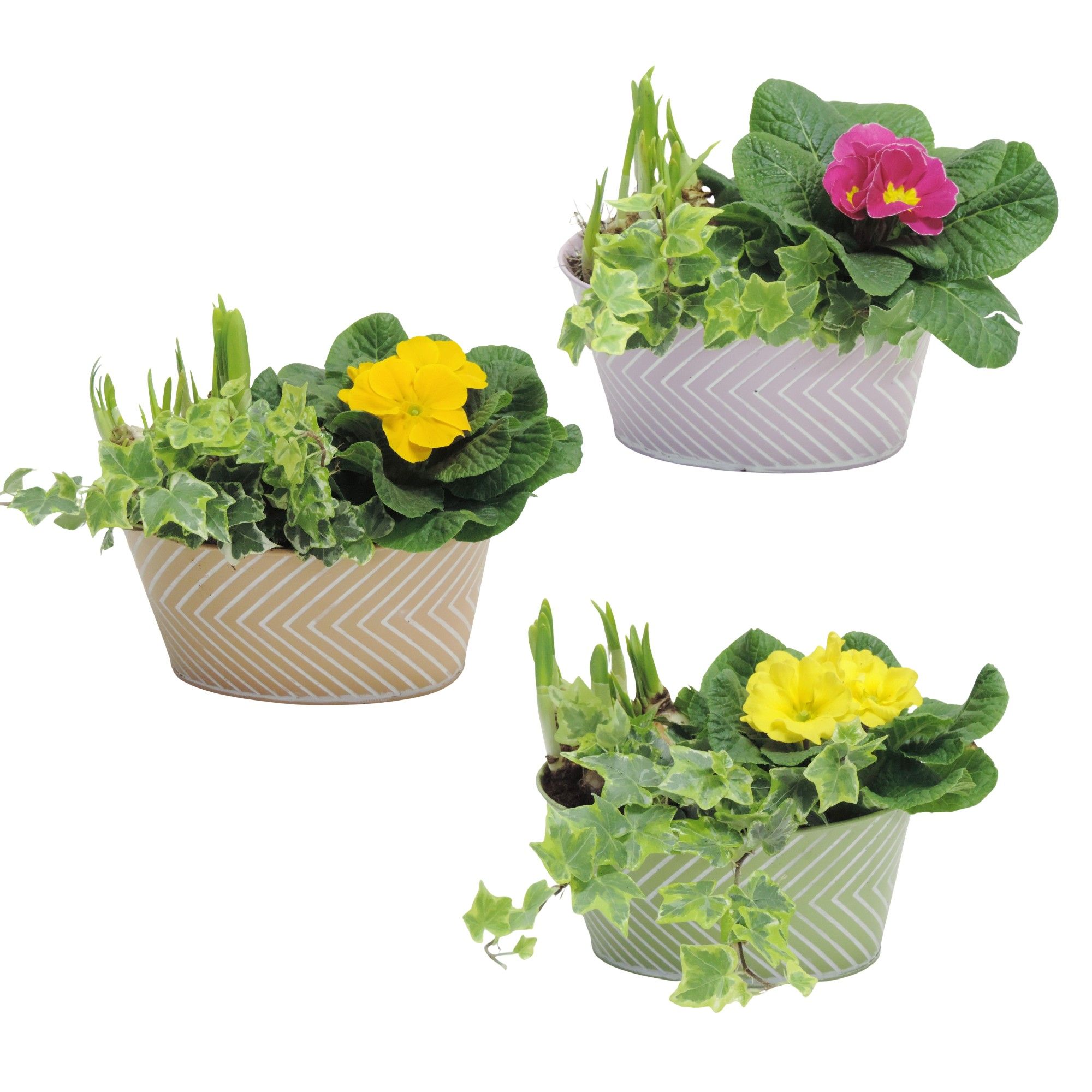 Daisy Early Spring Specials Arrangement in Zink 19 cm, D 18