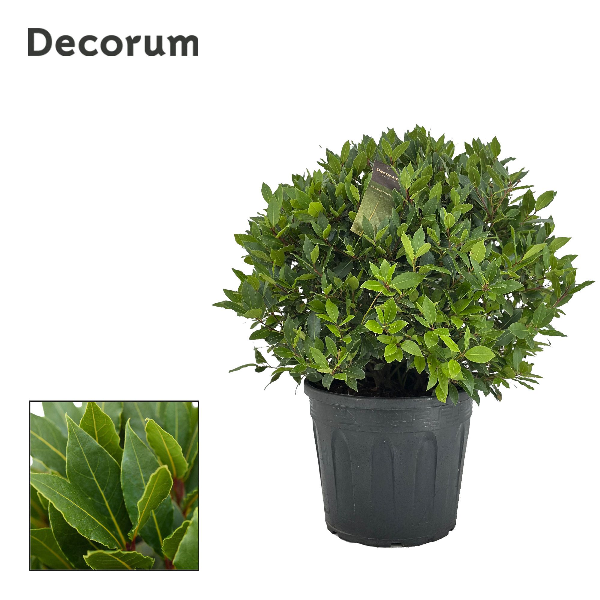 Laurus nobilis Bol zonder stam, D 30