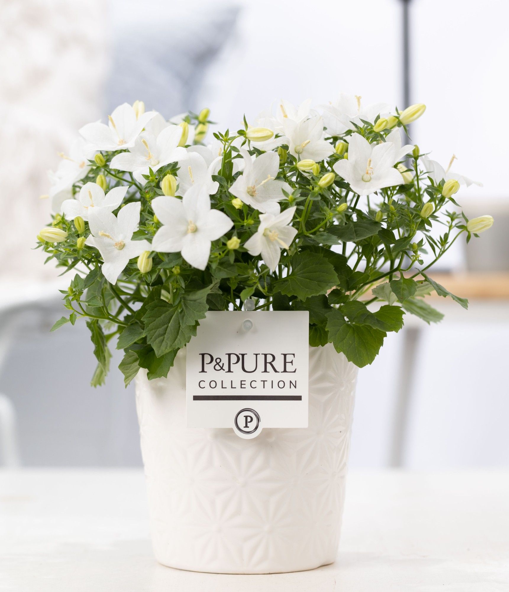 Campanula 'Atlanta' Pure Juliette, D 13