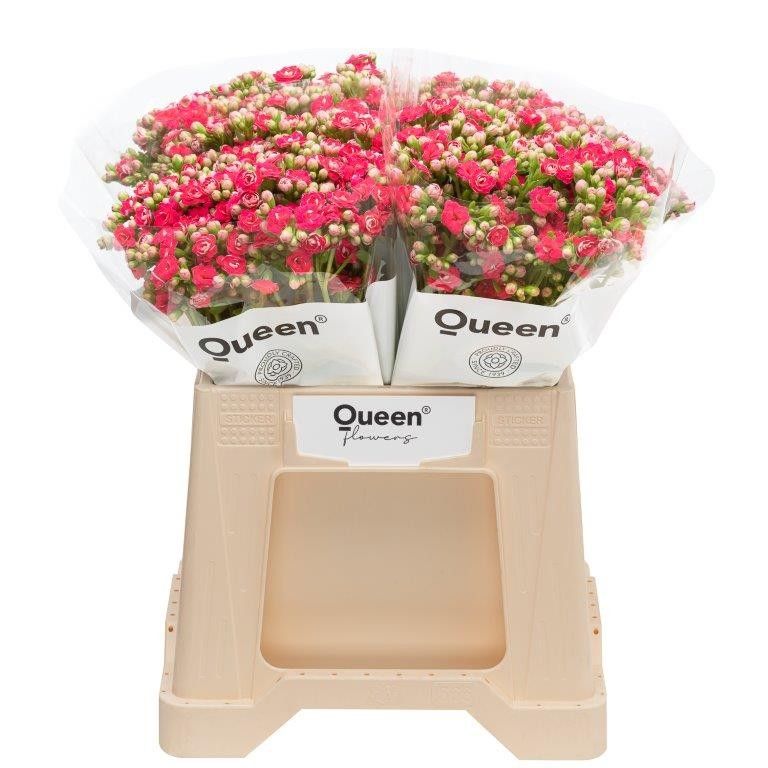 Каланхое Сеншуал Пинк Медоу 40, шт.