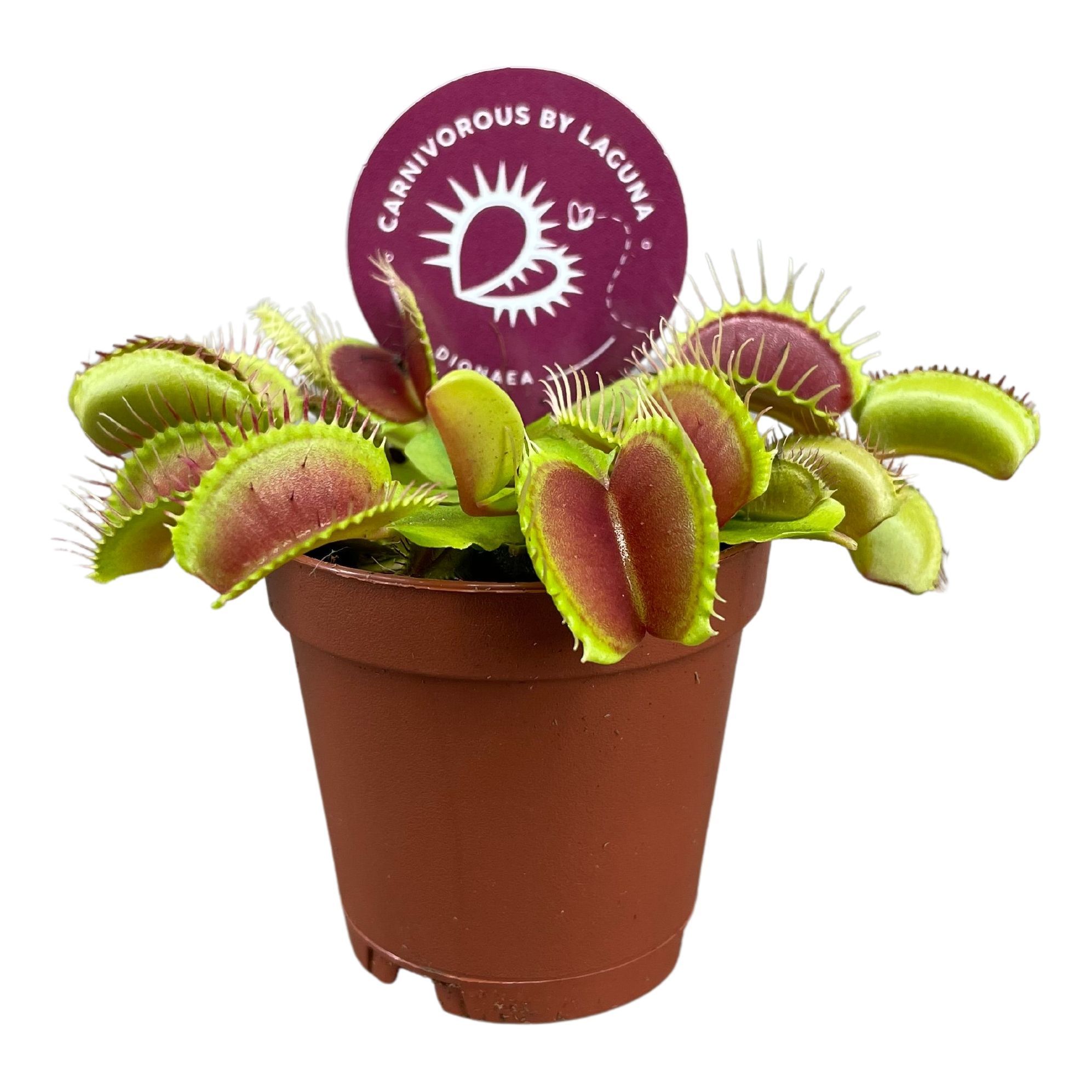 Dionaea Muscipula 5,5 cm, D 5,5