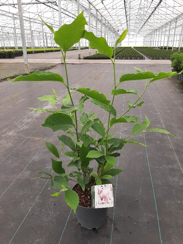 Magnolia soulangeana, D 19