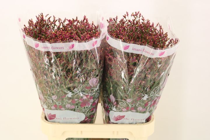 Лимониум Скарлет Даймонд 80, шт.