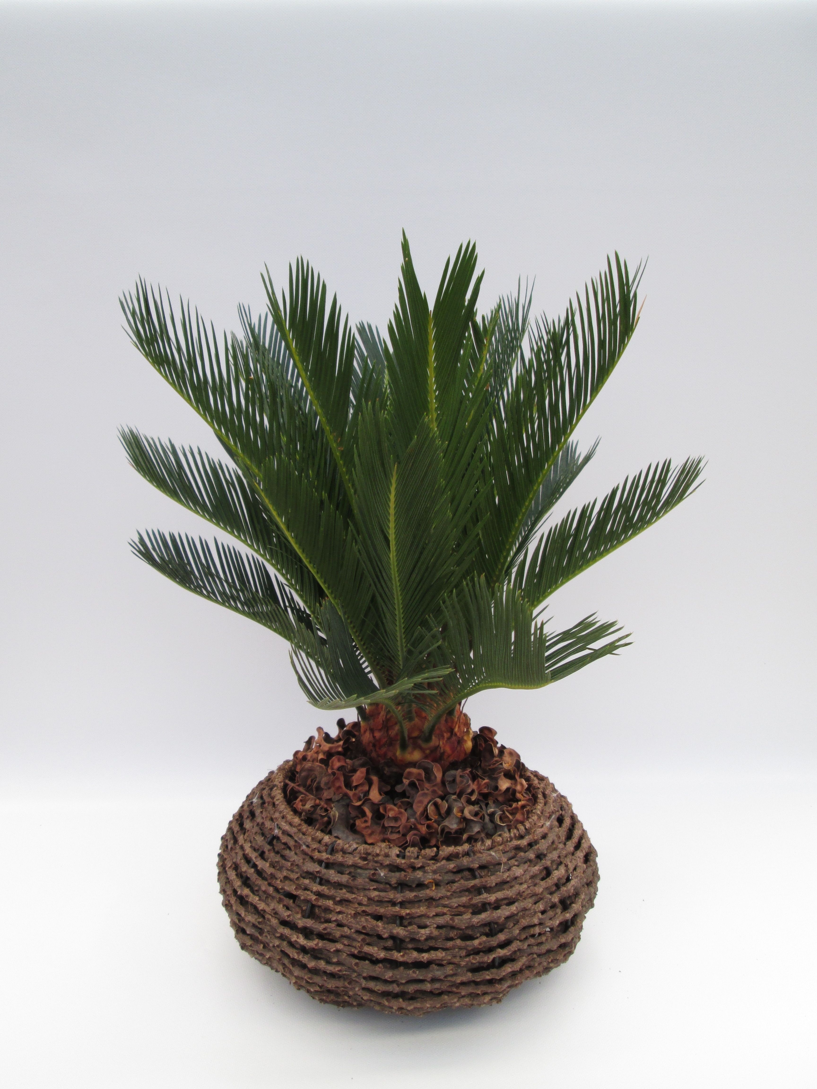 Cycas in gevlochten caryota mand, D 32