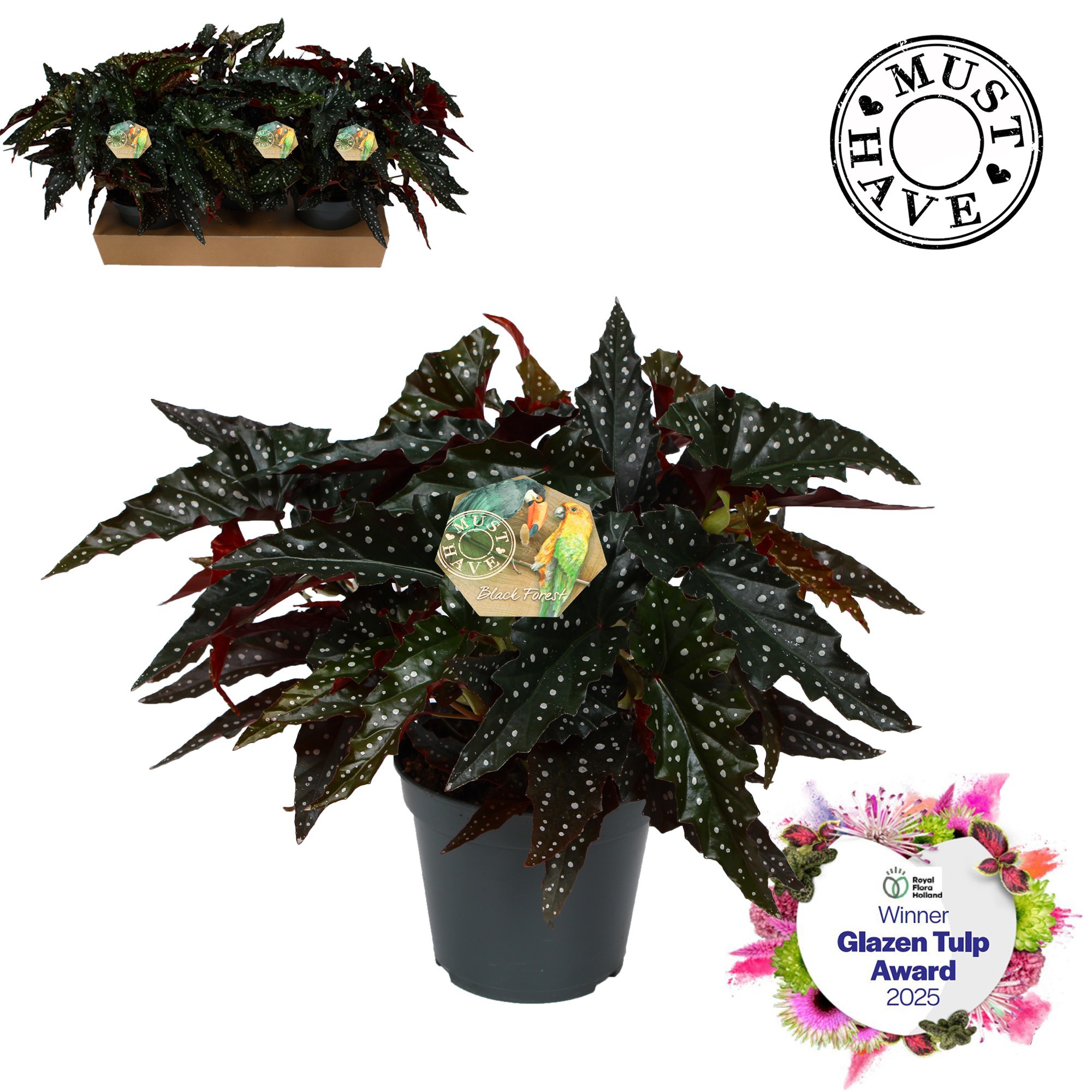 Maculata ''Black Forest'' MUST HAVE, D 17