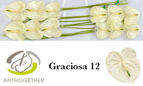 Антуриум Грасиоза (бел.) x12, шт.