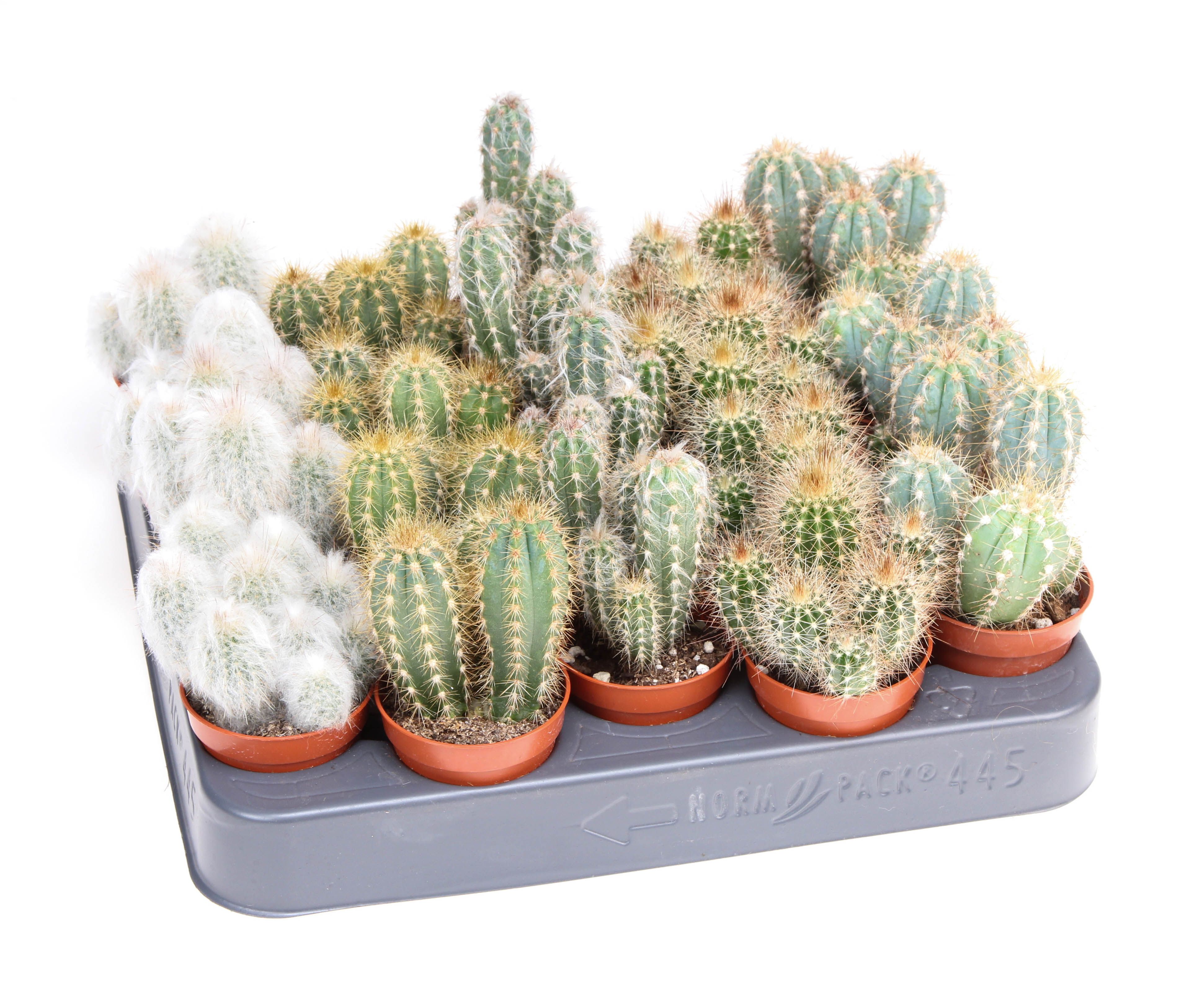 Cactus Zuil mix Dubbel, D 5,5