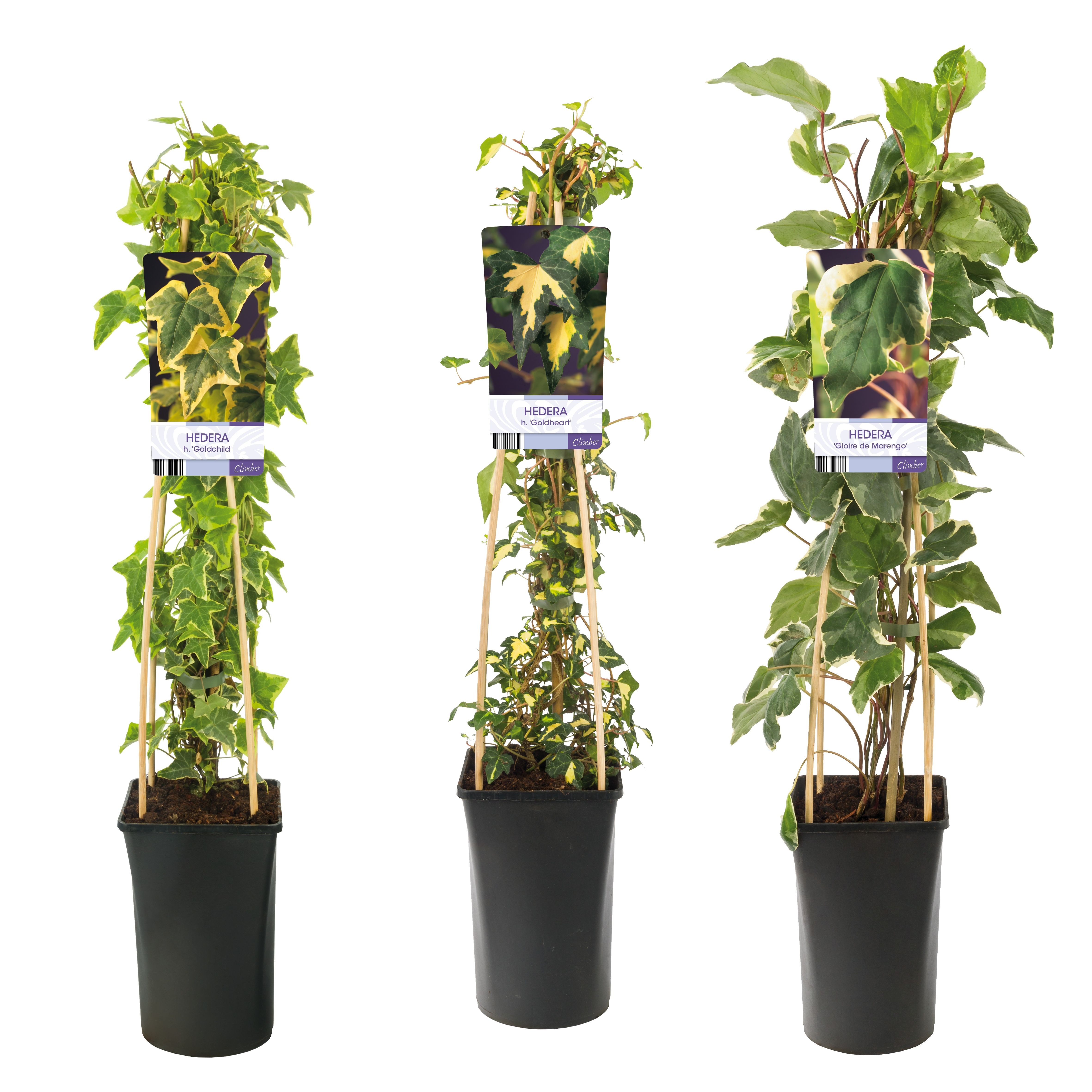 Mixtray Hedera multicolored varieties +light label, D 17