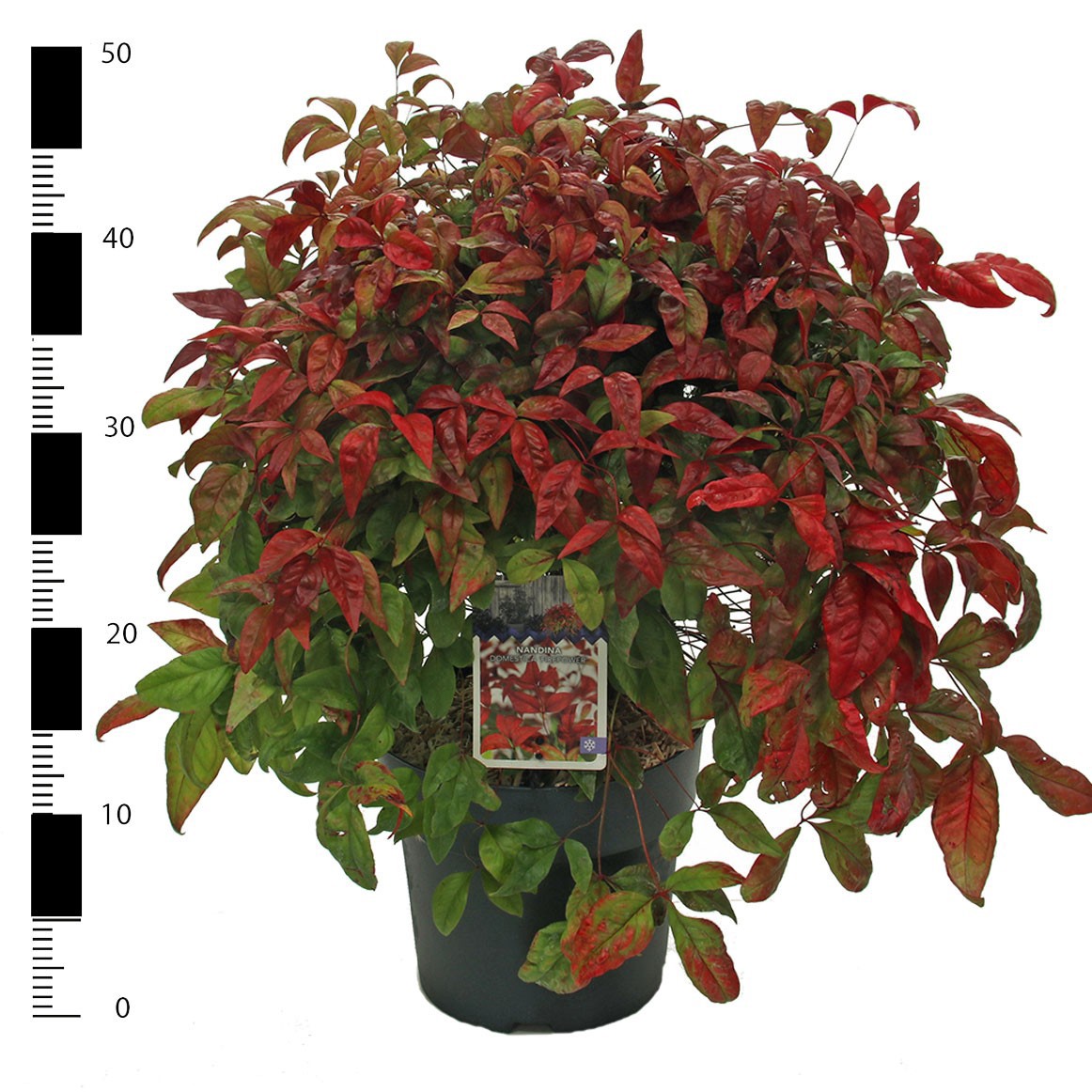 Nandina domestica 'Firepower', D 23