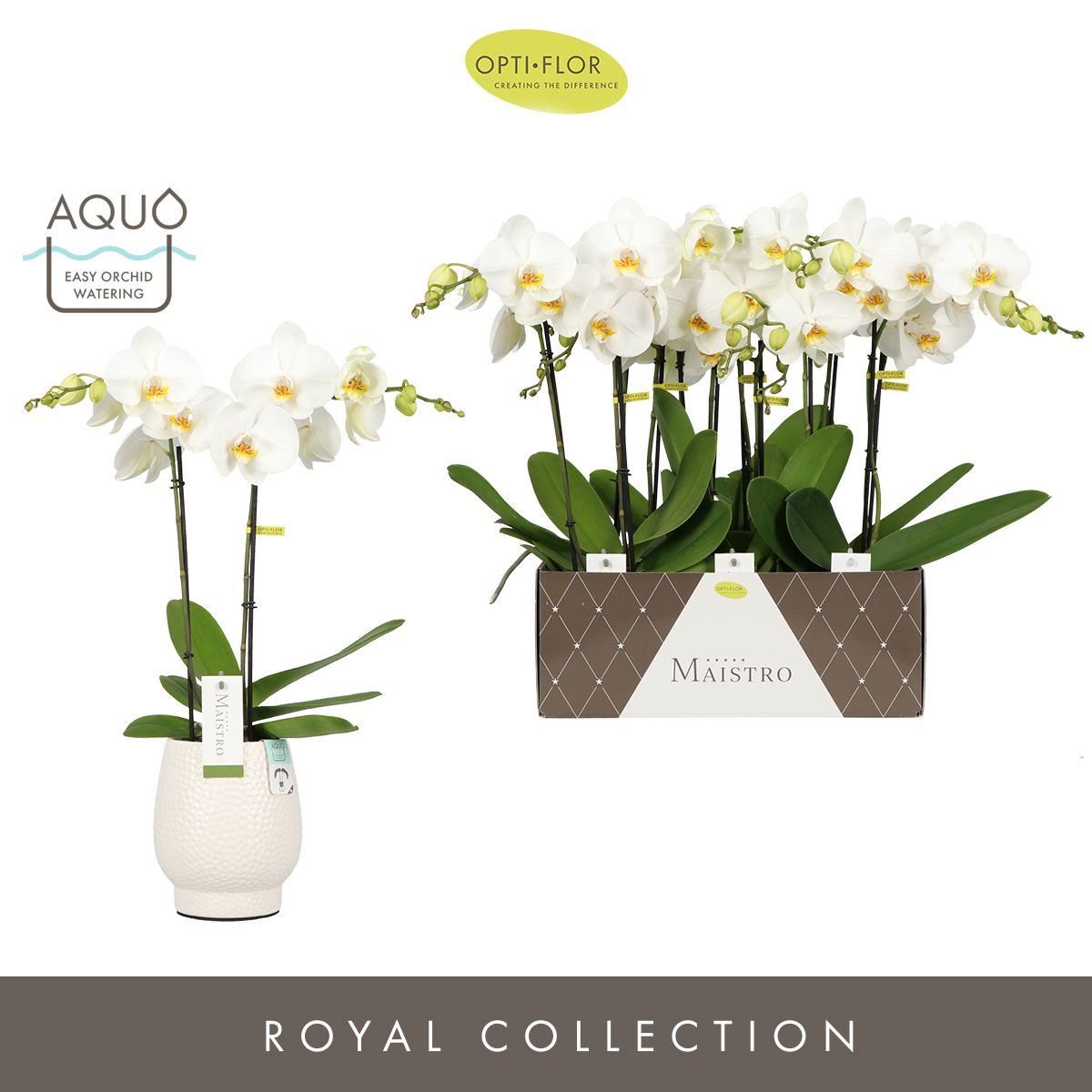 Maistro Verdi 2 spike 60 cm in Abruzzo White Aquo, D 12 cm