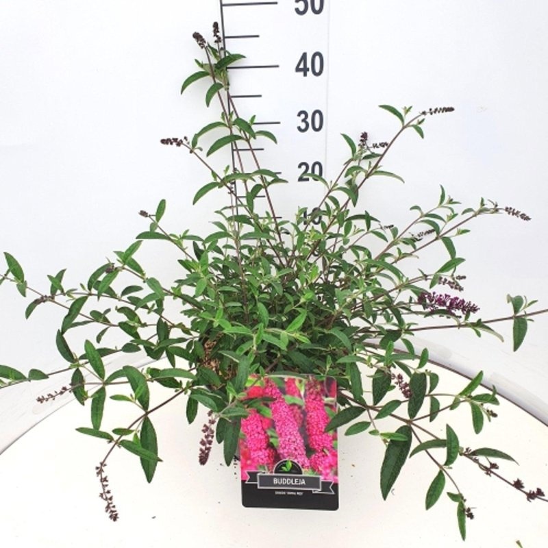 Buddleja d. 'Royal Red', D 29