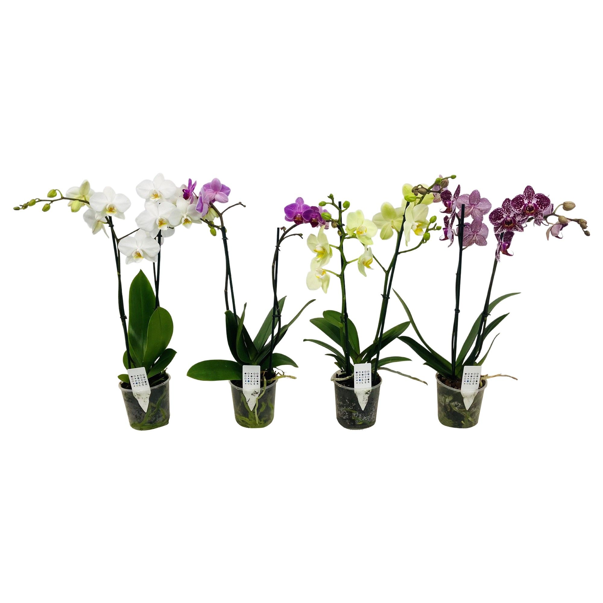 phalaenopsis2tmix, D 9