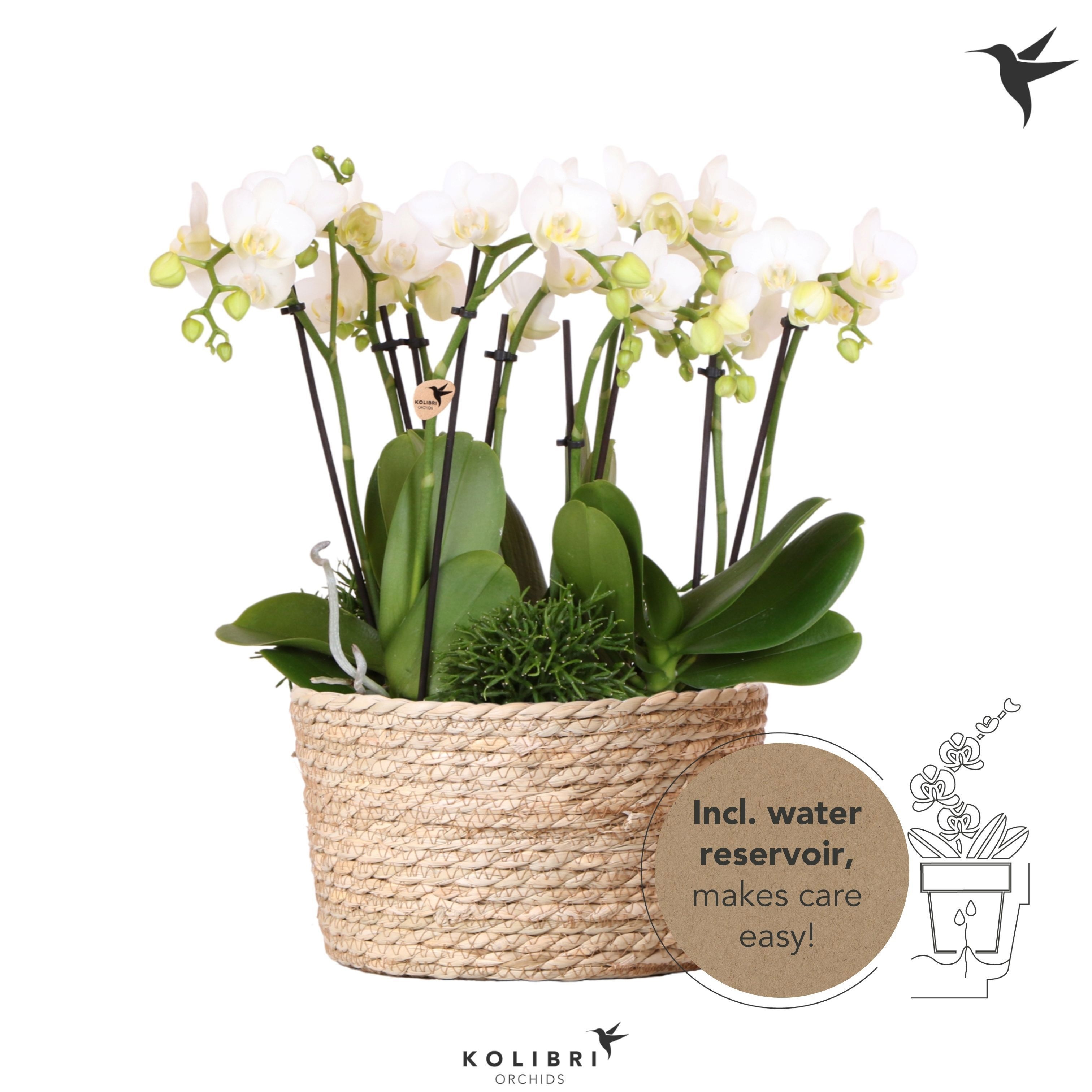 Kolibri Orchids Phalaenopsis Jungle Bouquet white 6 spike in Reed Basket with watering system, D 28