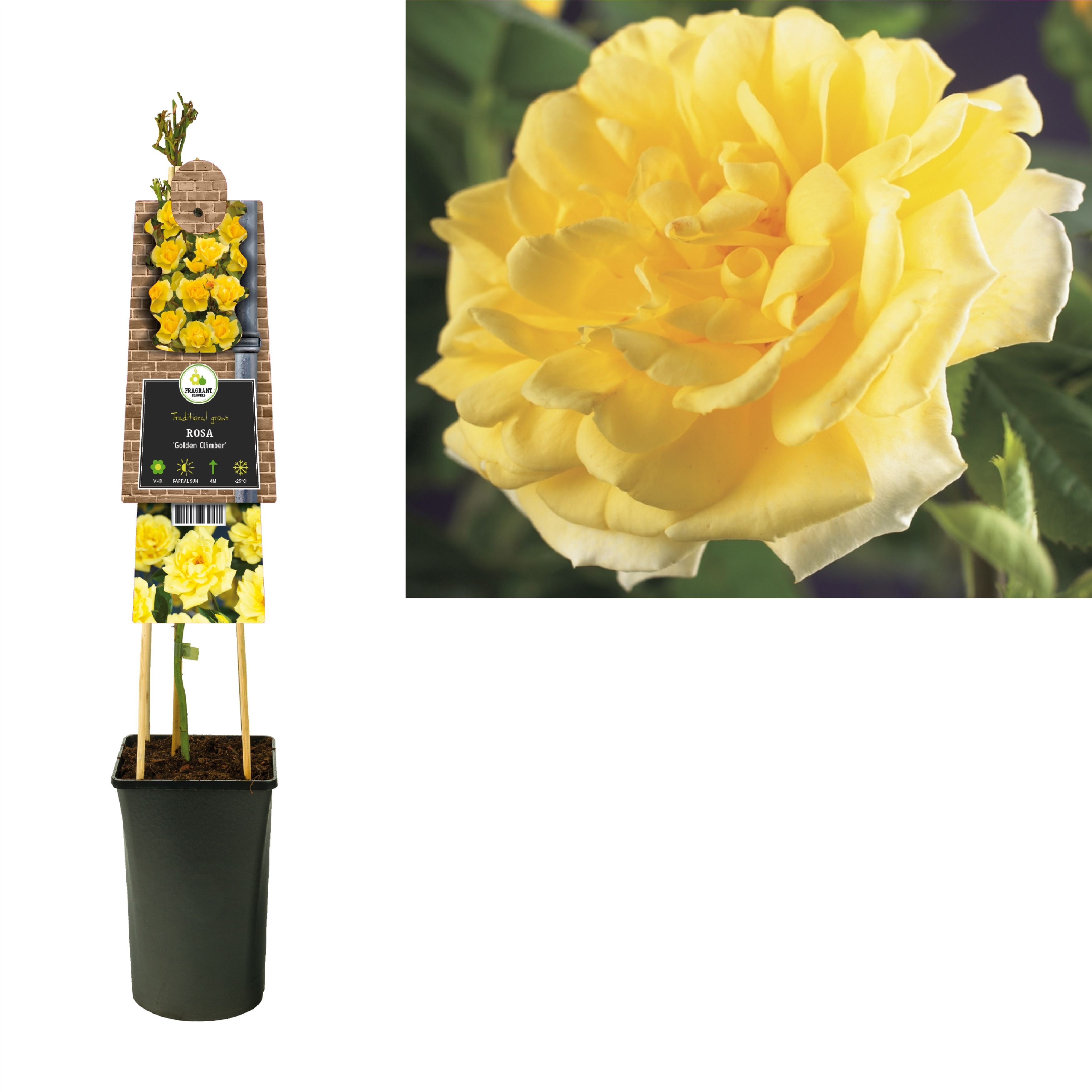 Rosa 'Golden Climber' +3.0 label, D 17