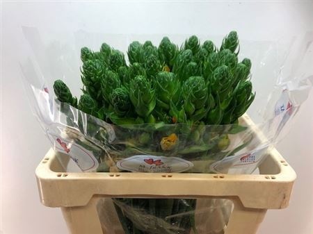 Орнитогалум Супер Стар 55, шт.