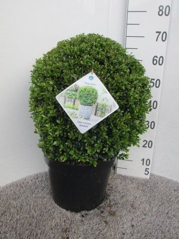 Ilex crenata Stokes 45 cm bol P32, D 32