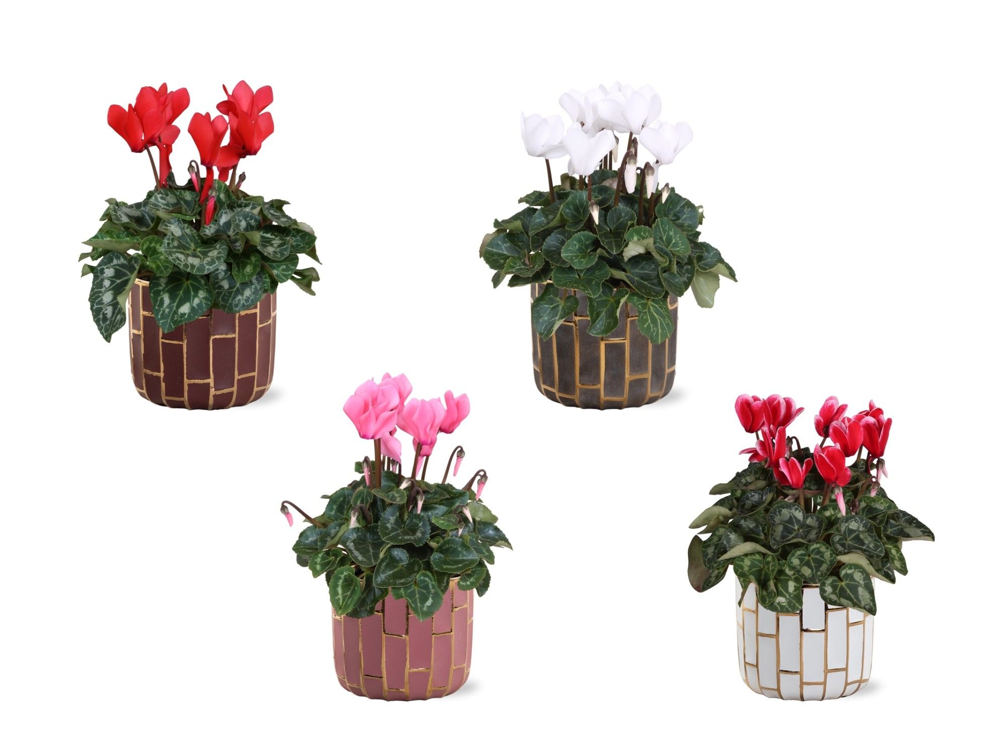 Collectie "Luxury World" Cyclamen in keramiek Pascalle, D 14