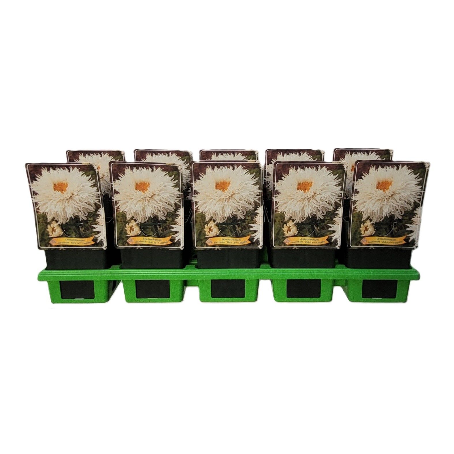 Leucanthemum maximum 'Ooh La laspider' p11, D 11