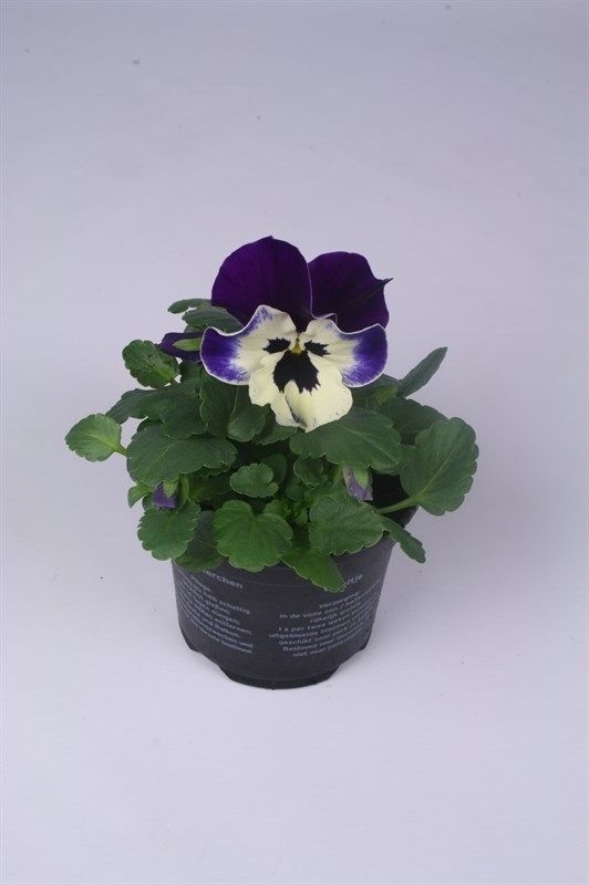 Viola x wittrockiana Alpha F1 Purple and White, D 9