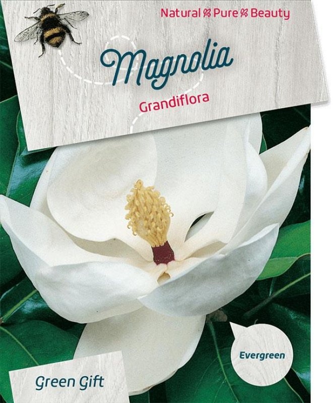 Magnolia grand. 'Little Gem', D 23
