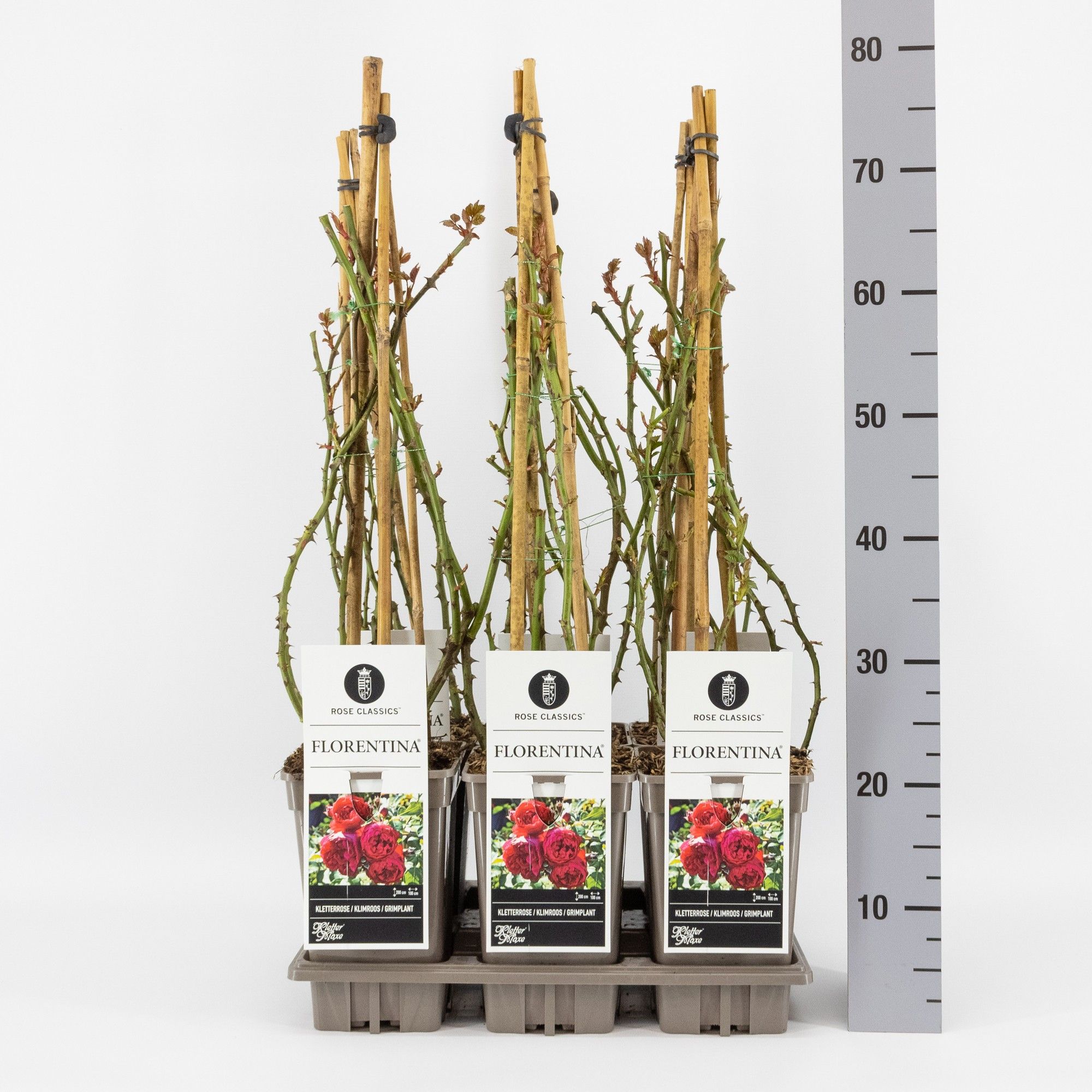 Rosa (K) Florentina ®, C3, 3 stok 75cm, D 17