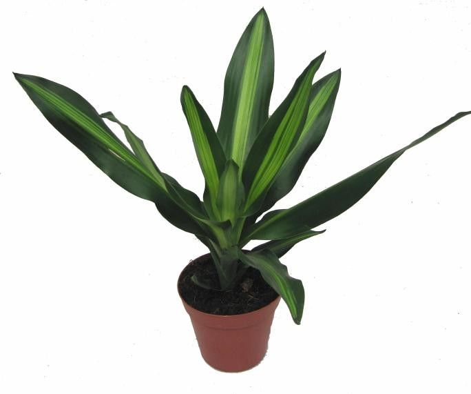 DRACAENA FRAGRANS 'CINTHO', D 11
