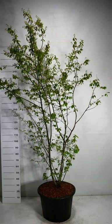 Amelanchier lamarckii, D 54