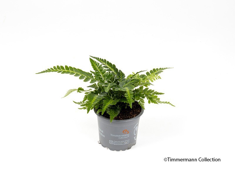 ARACHNOIDES ADIANTIFORMIS 'Aristata variegata', D 9