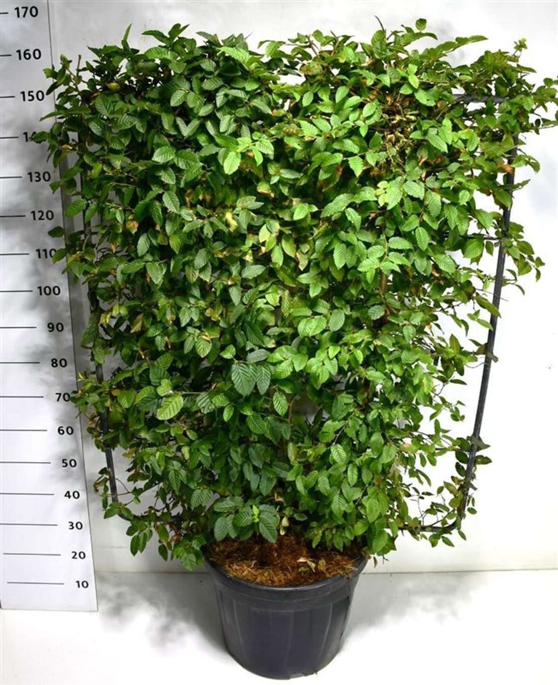 Carpinus betulus, D 48