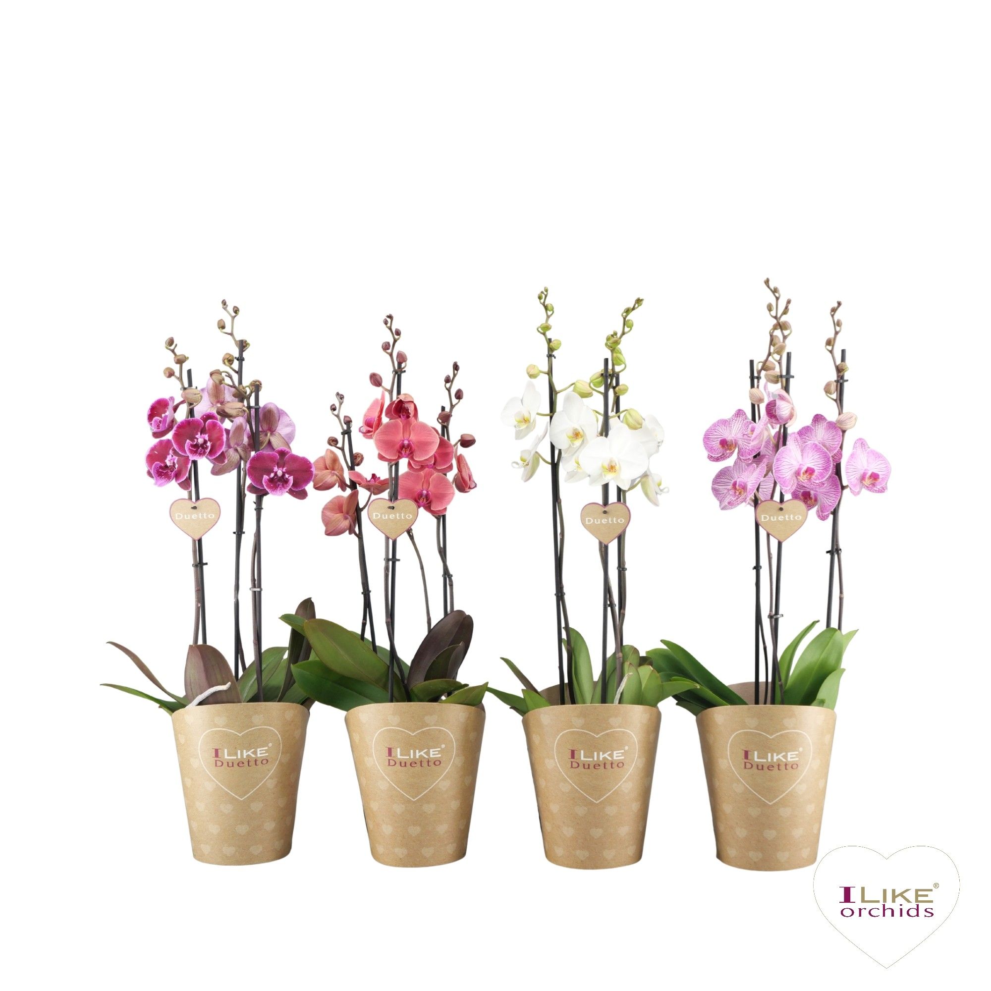 Duetto mix - 3 tak, D 17