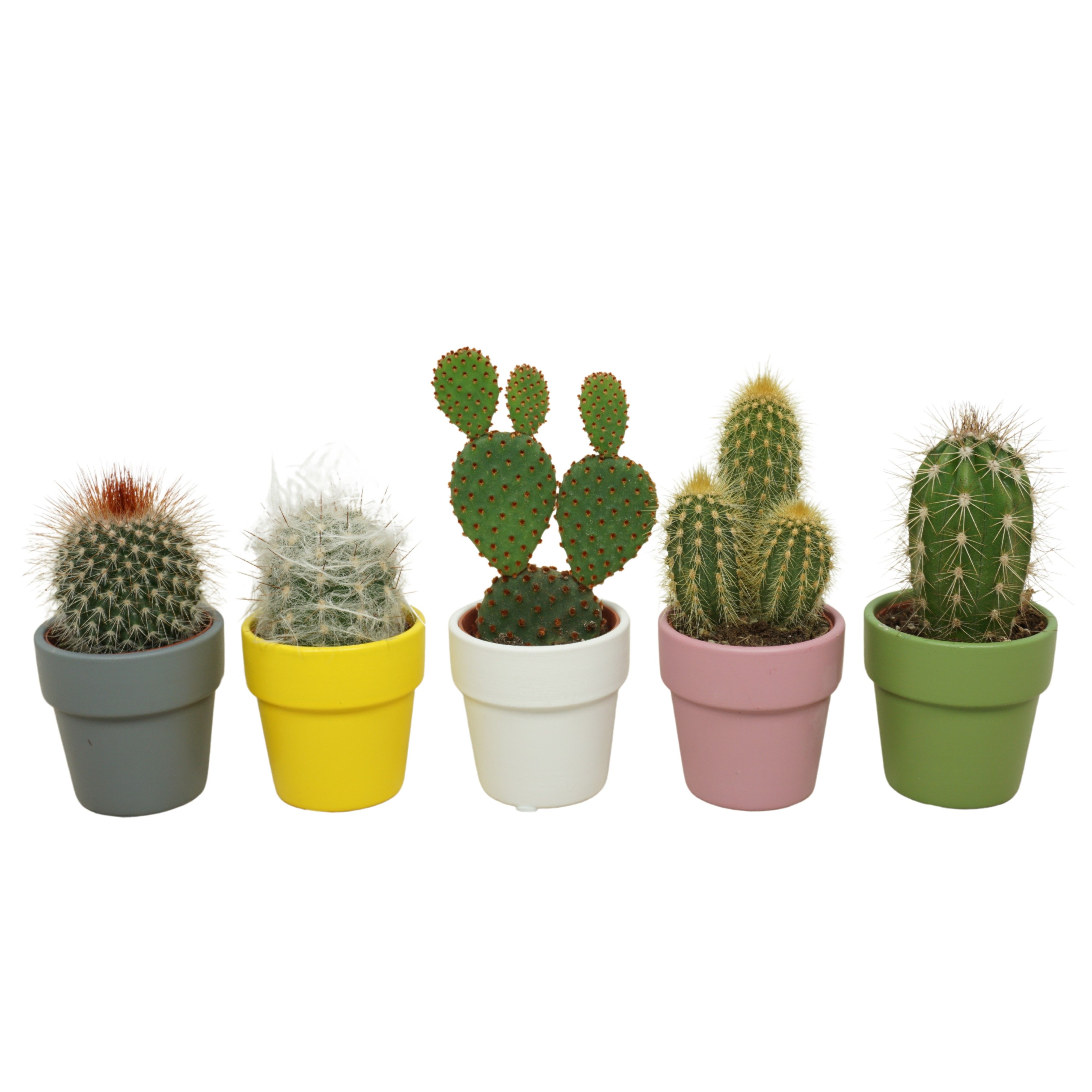 Cactus mix in 6 cm 'Durango Kraagpot', D 5,5