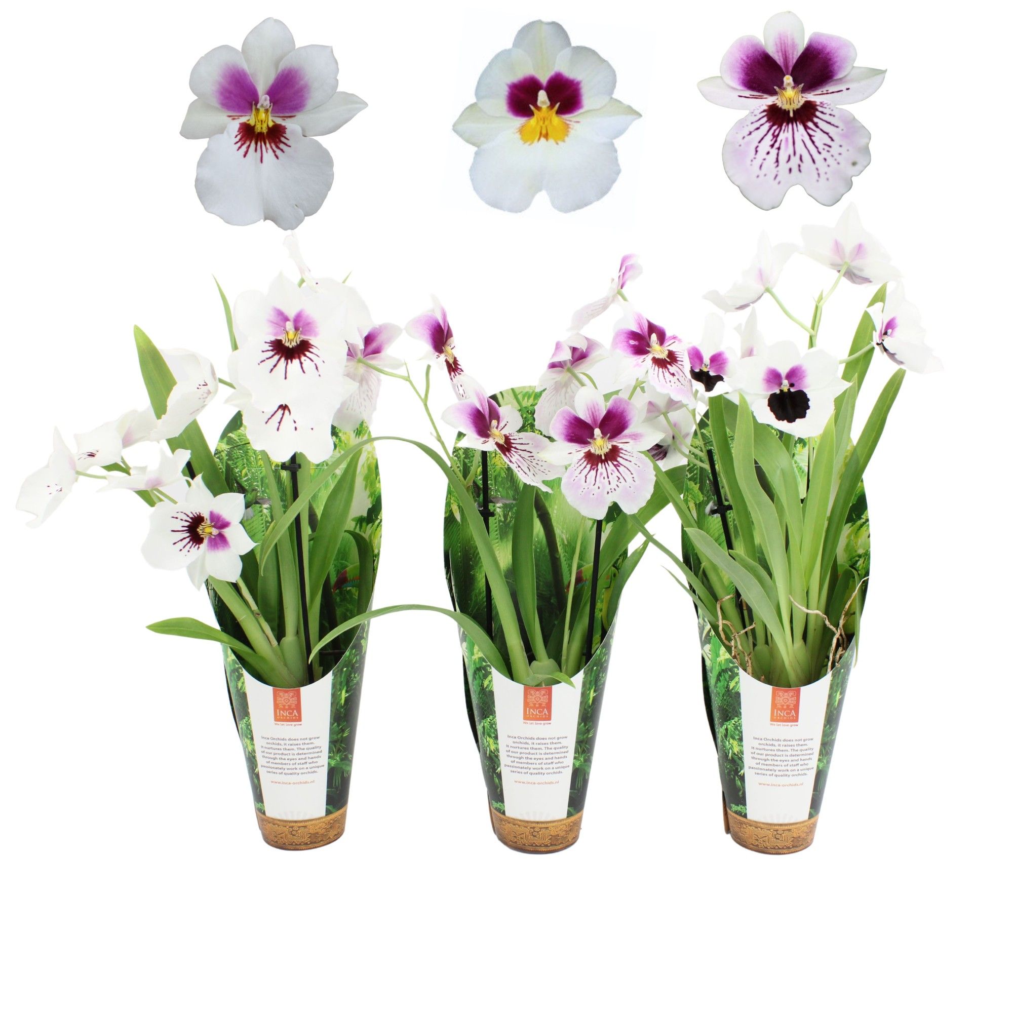 Inca Miltoniopsis White mix 2 spike 9cm in luxury jungle cover, D 9