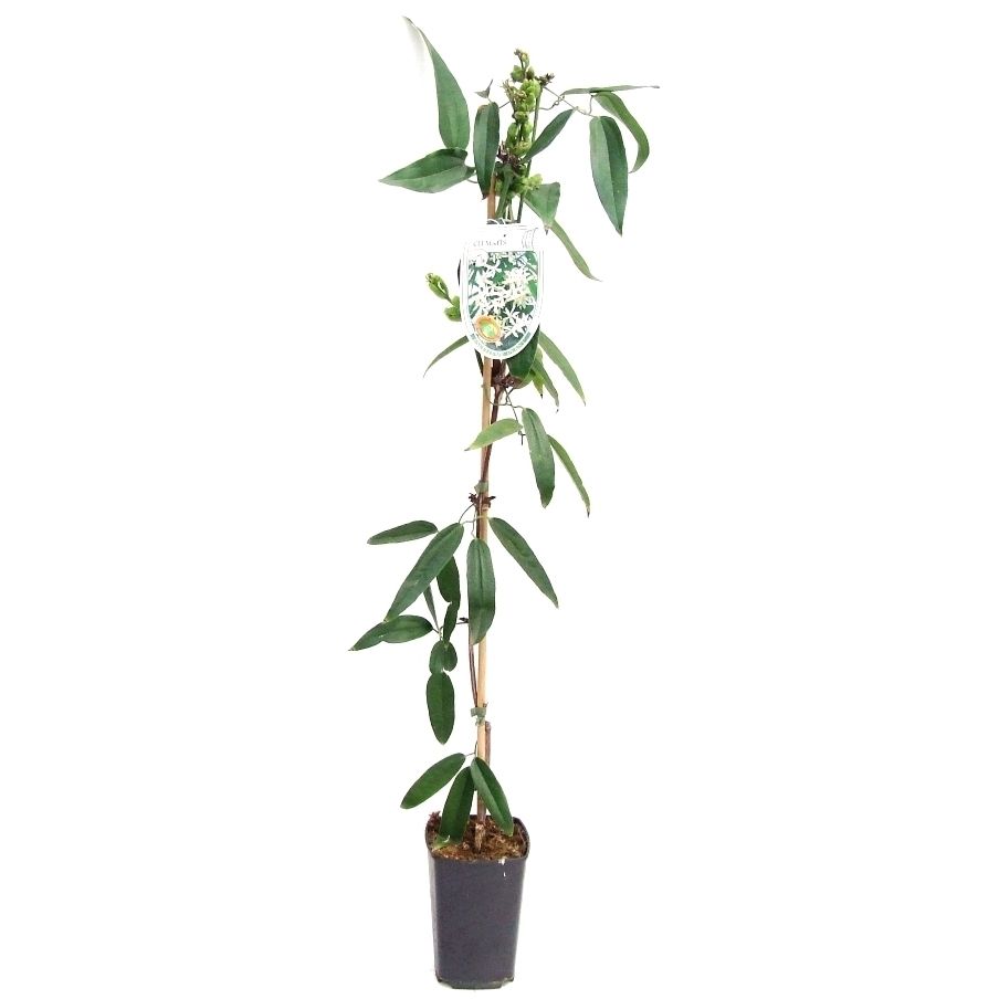 Clematis armandii 'Snowdrift' 80-100 P14/C2, D 14