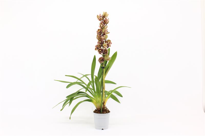 Cymbidium p12 Magic Bird 1T05+, D 12