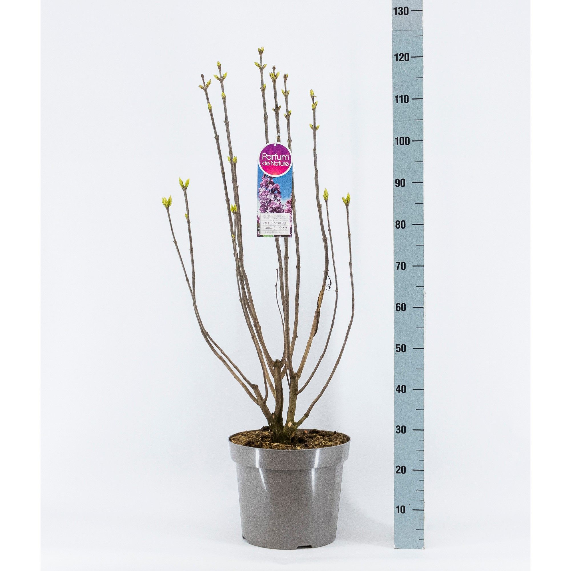 Syringa vul. Paul Deschanel, 3-jarig, C15 Solitair, D 32
