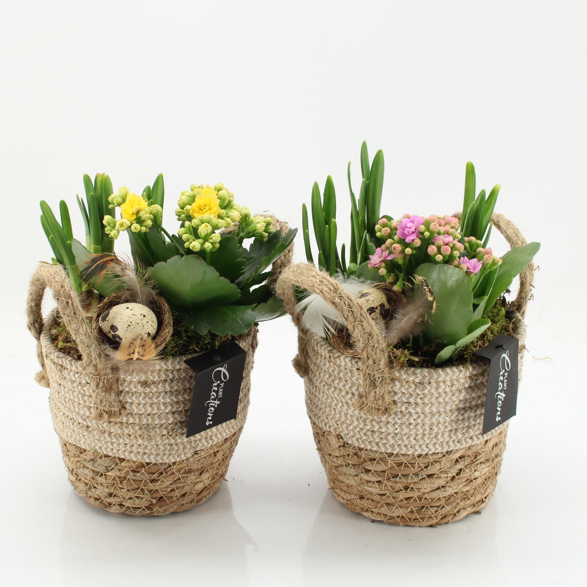 PNCR-2606 Paas narcis creatie, D 14