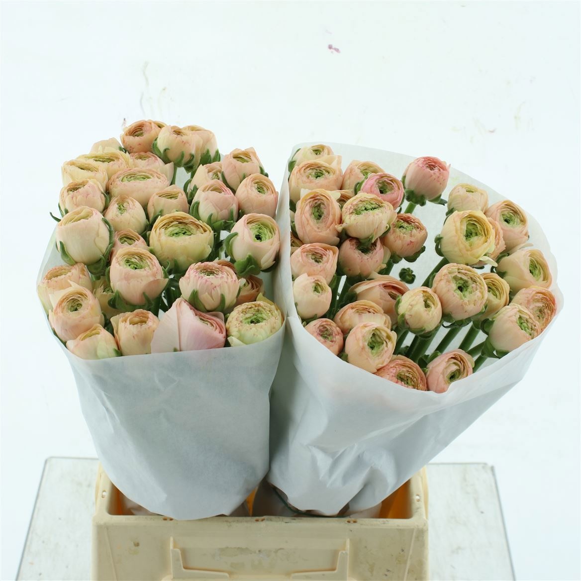 Ранункулус Саксесс Туарег 45, шт.