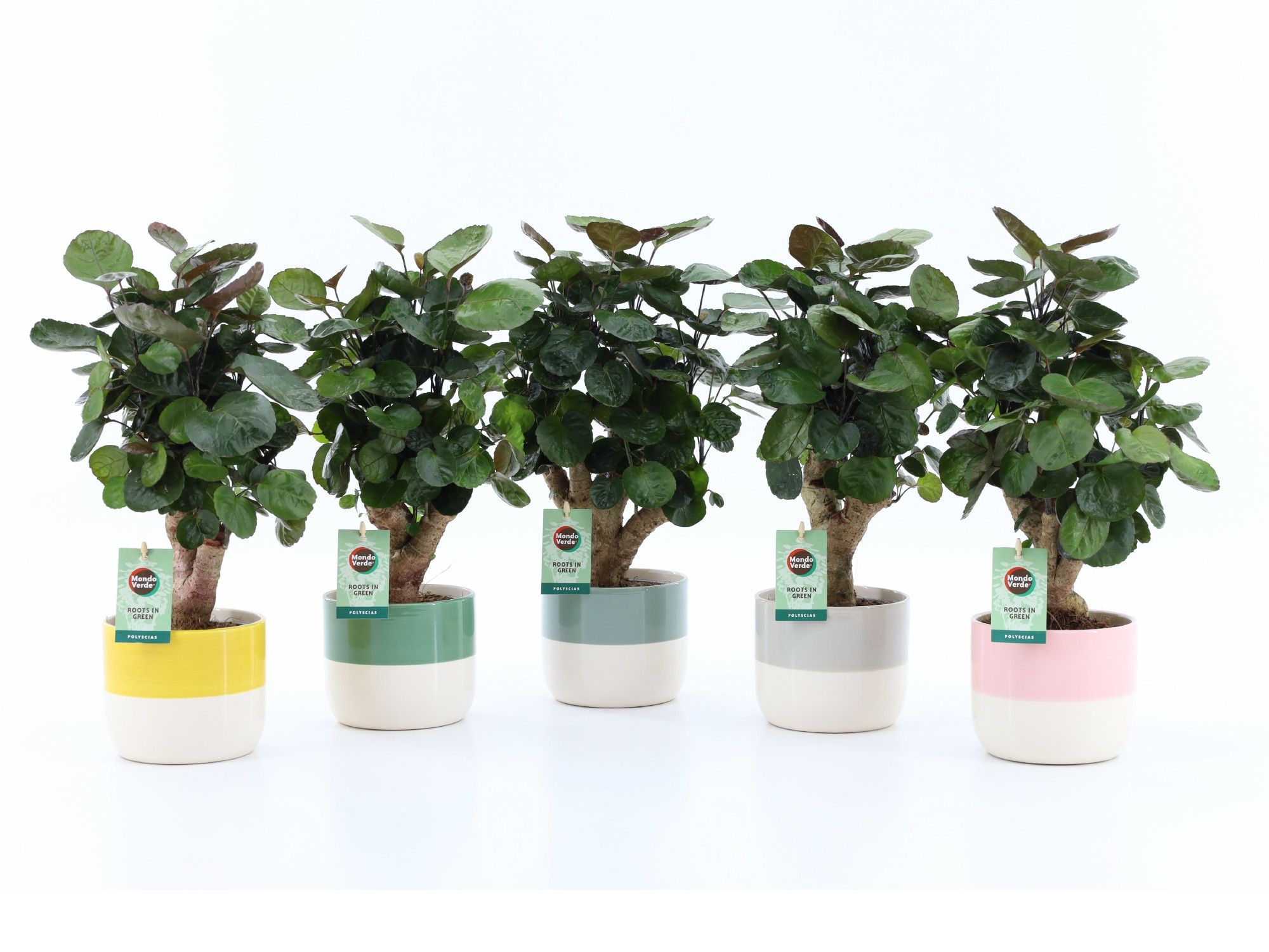 Polyscias Fabian in Two Tone, D 13