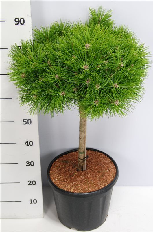 Pinus d. 'Low Glow', D 32